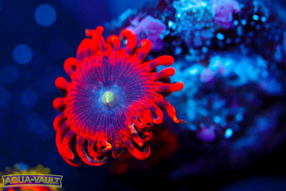 Lunar Eclipse Zoa 3