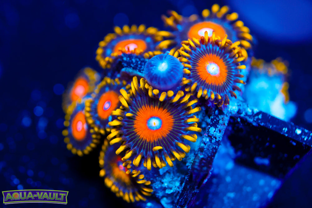 Golden Hornet Zoa 1