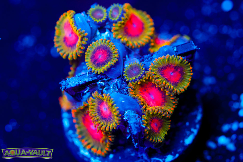 Awesome Blossom Zoa 2