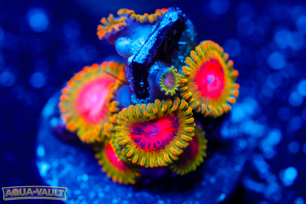 Awesome Blossom Zoa 3