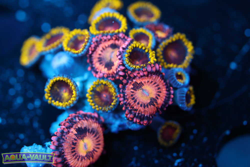 CC Super Saiyan + JF Crybaby Zoa