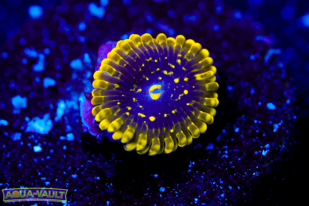 Exosphere Zoa 2