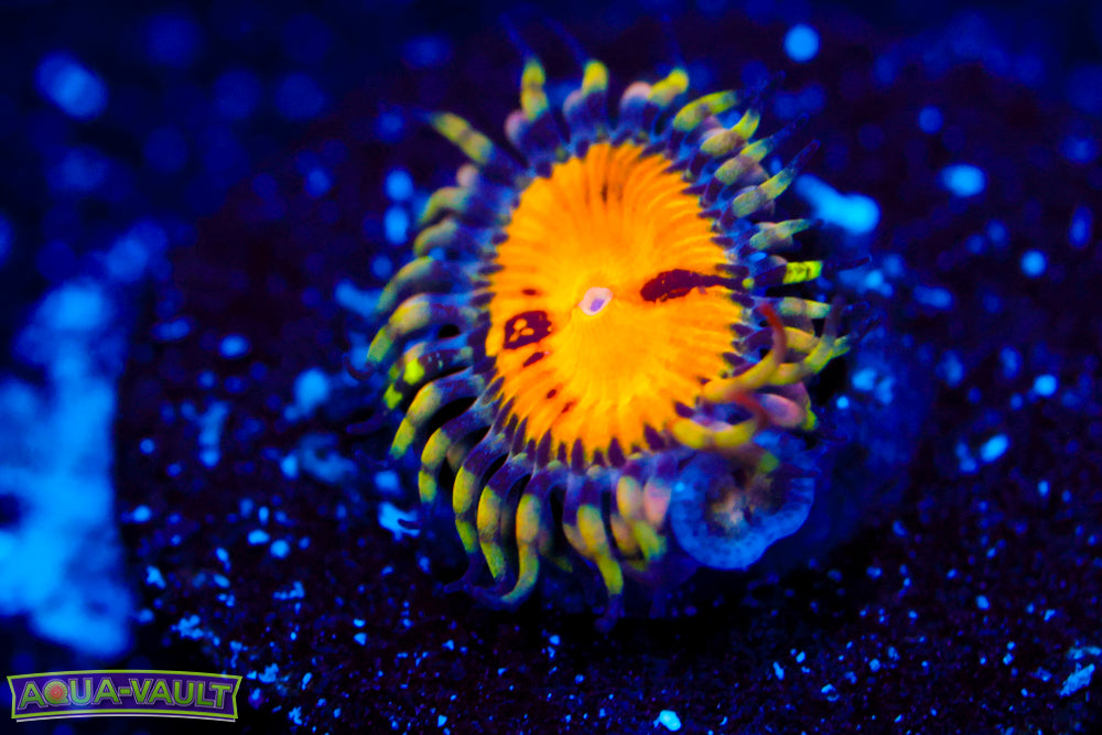 GB Butt Muncher Zoa