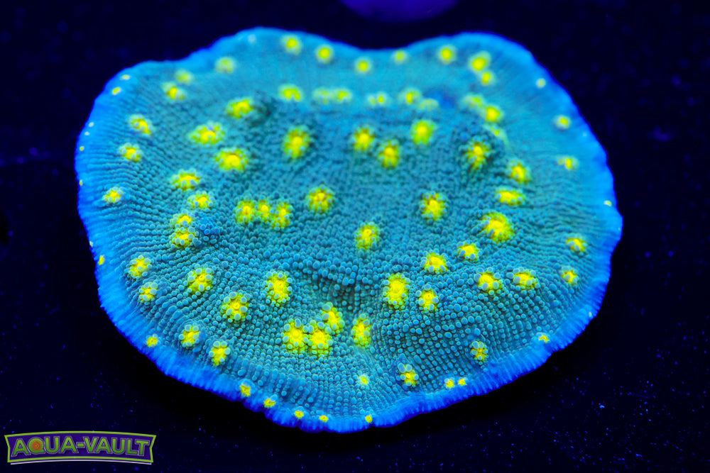 Hollywood Stunner Chalice 1