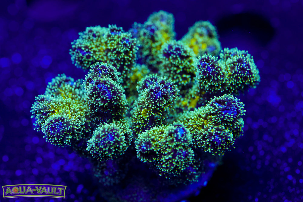 Radioactive Pocillopora 3