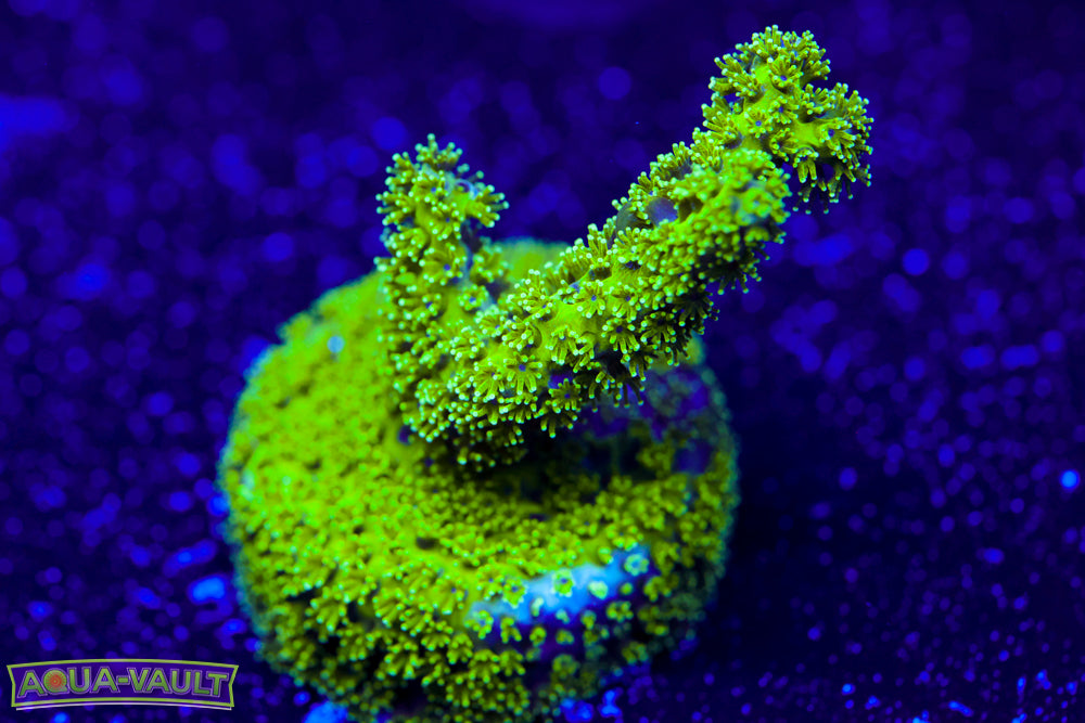 Radioactive Pocillopora 4