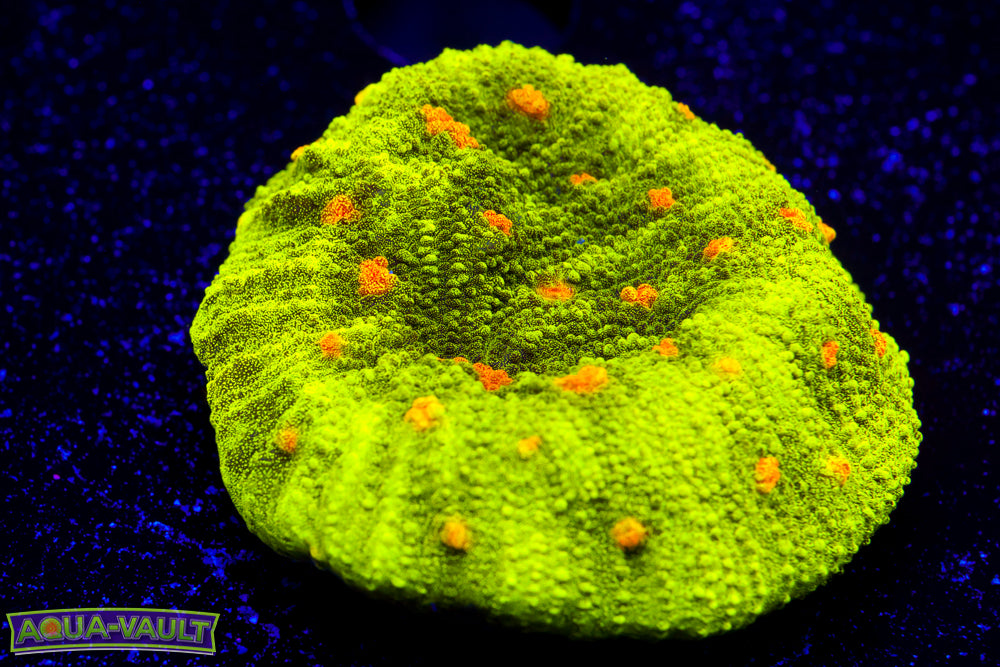 Space Invader Chalice