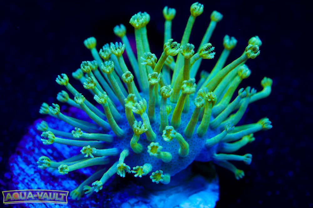 Glow Worm Toadstool 1