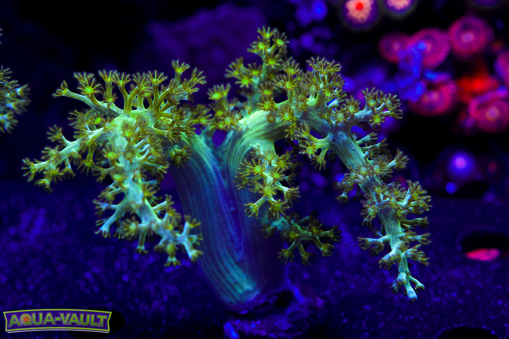 Neon Sinularia 1