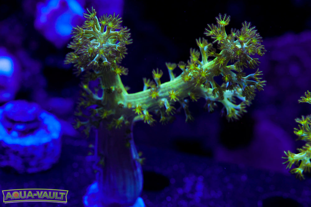 Neon Sinularia 2
