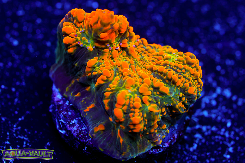 WWC Stellaria Chalice 2