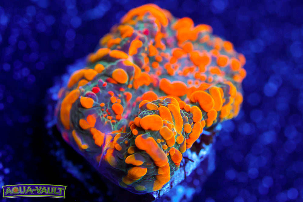 Cloudberry Chalice 2