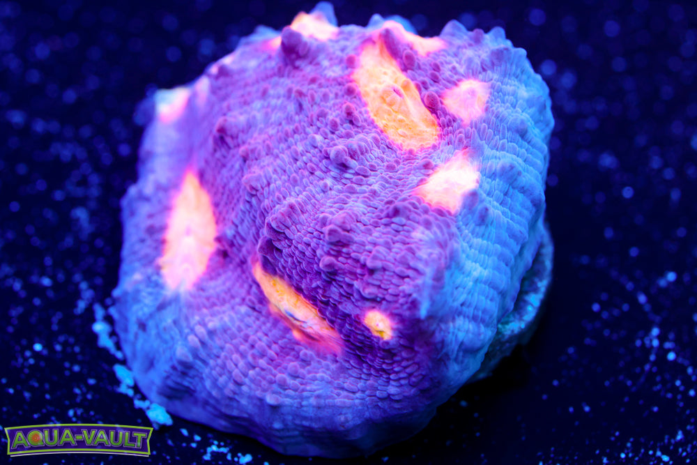 Easter Egg Chalice 1