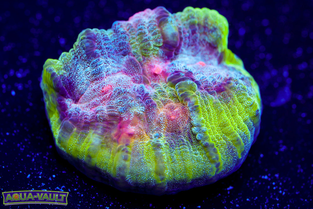 Electric Pop Chalice