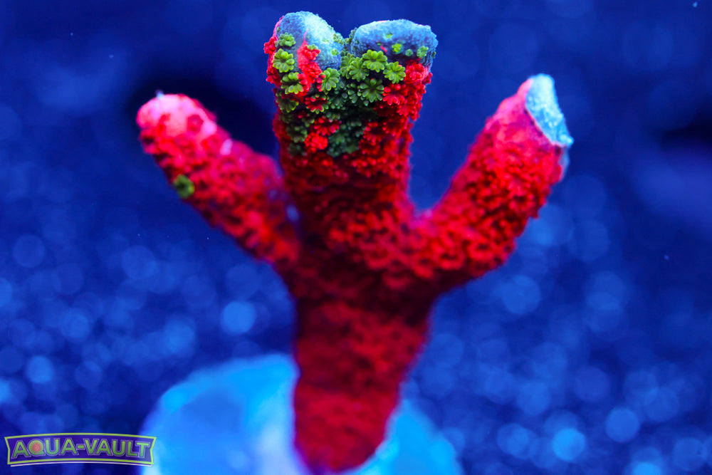 WWC Contraband Digitata 1