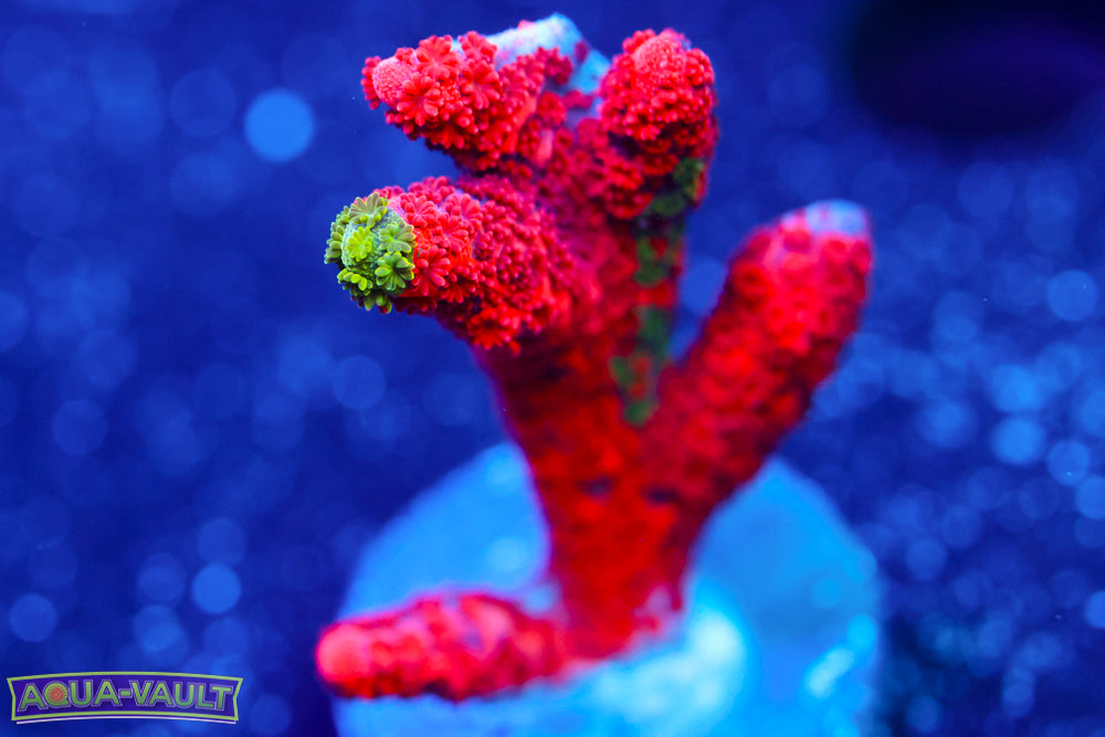 WWC Contraband Digitata 2