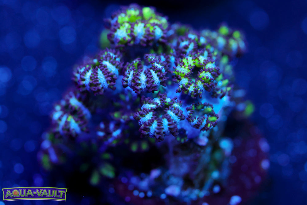 Blue Green Sympodium 1