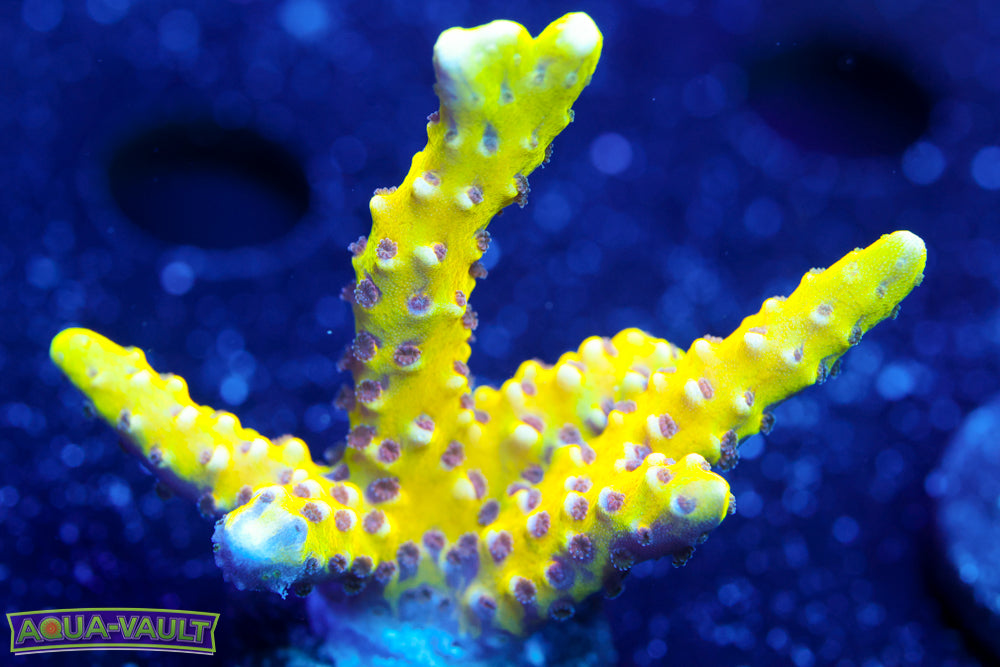 RRC Goldenrod Anacropora 1