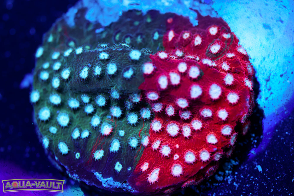 JF Fender Bender Cyphastrea 1