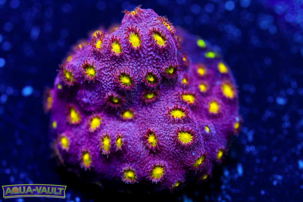 Bling Bling Cyphastrea 1