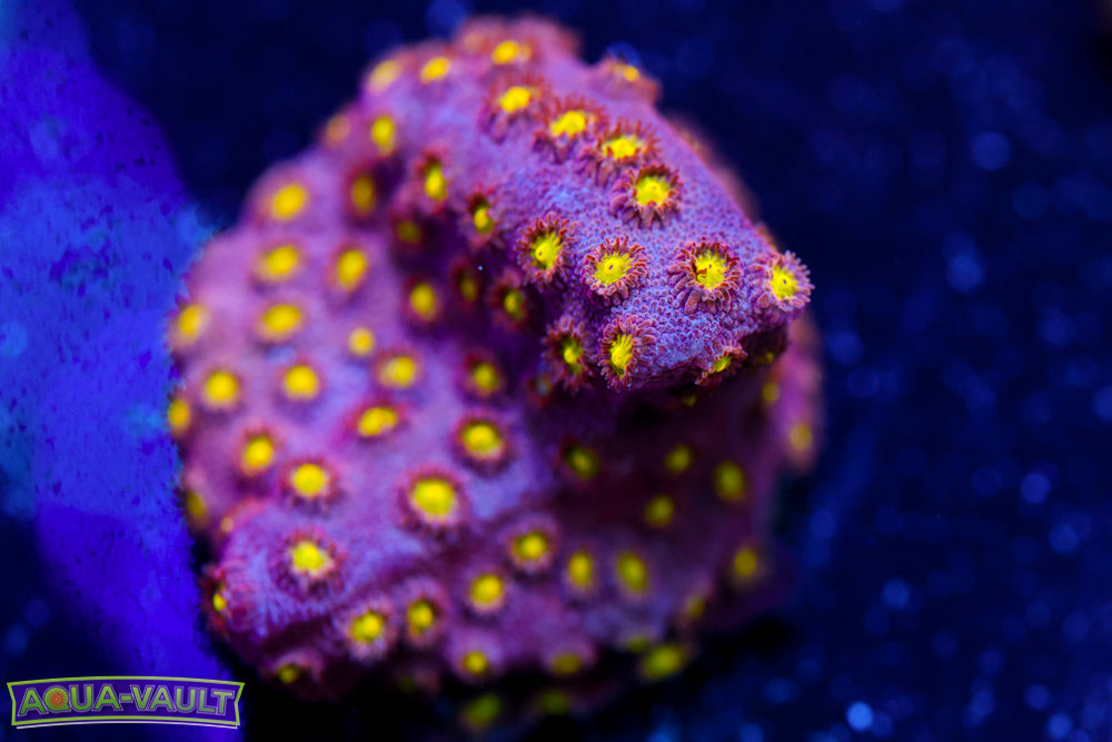Bling Bling Cyphastrea 2