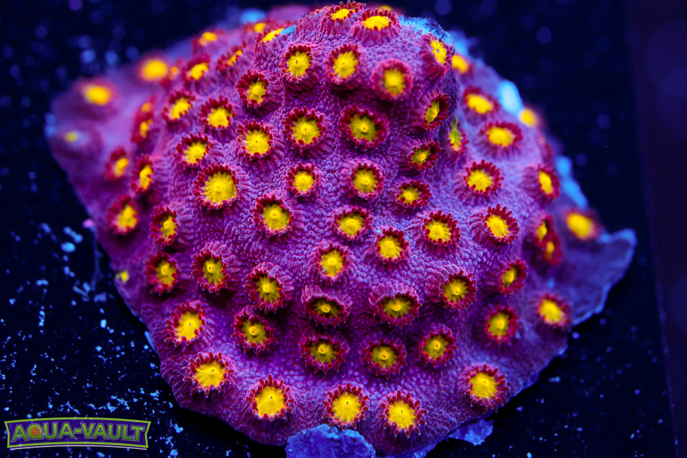 Bling Bling Cyphastrea 3