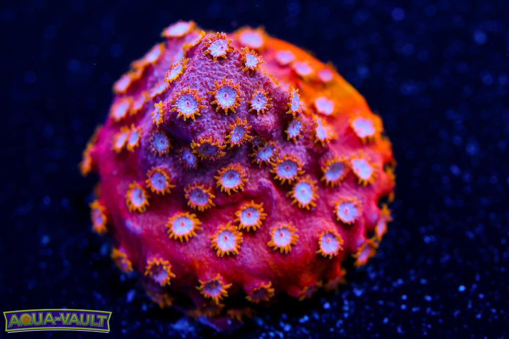 Strawberry Cyphastrea 1