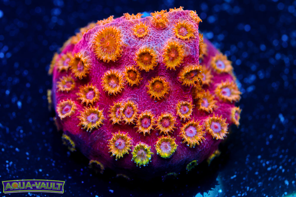 Copperhead Cyphastrea