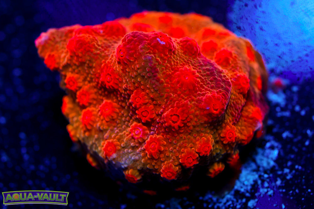 Blood Cyphastrea 2