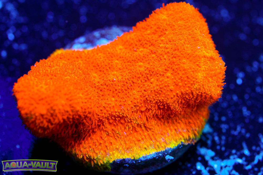 Watermelon Cyphastrea 1