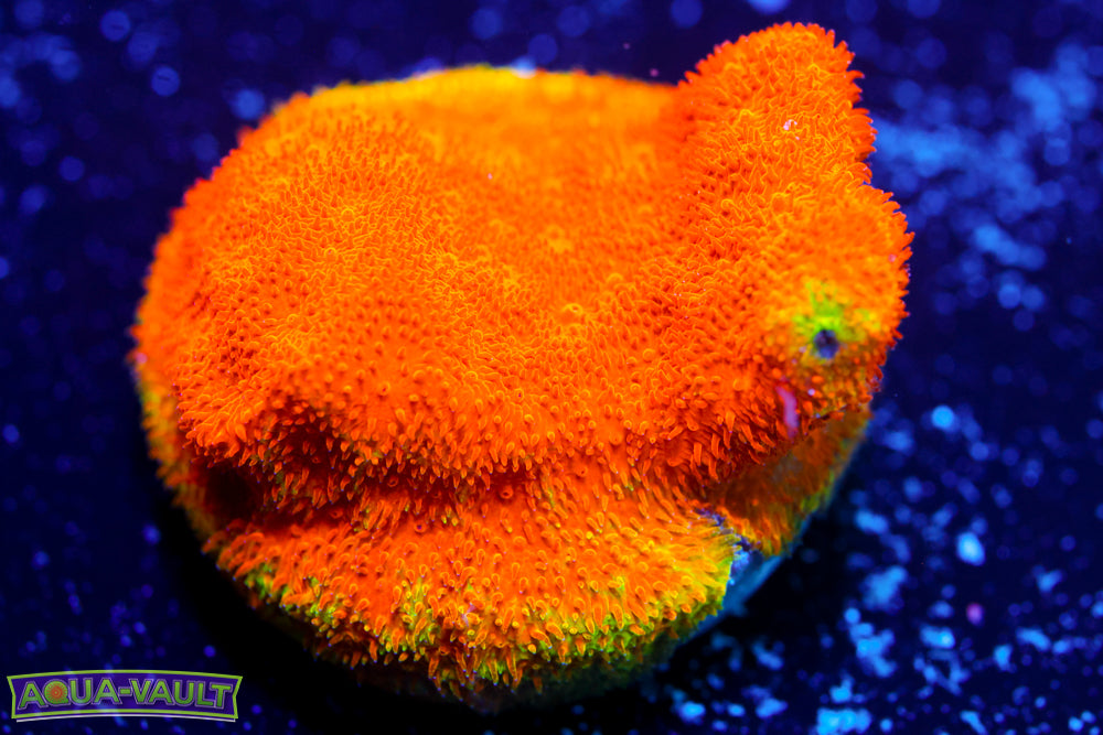 Watermelon Cyphastrea 2