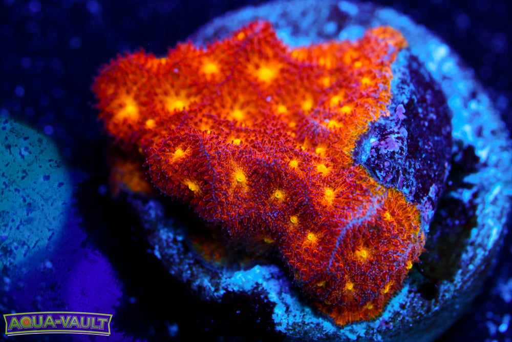 Autumn Harvest Psammocora 1