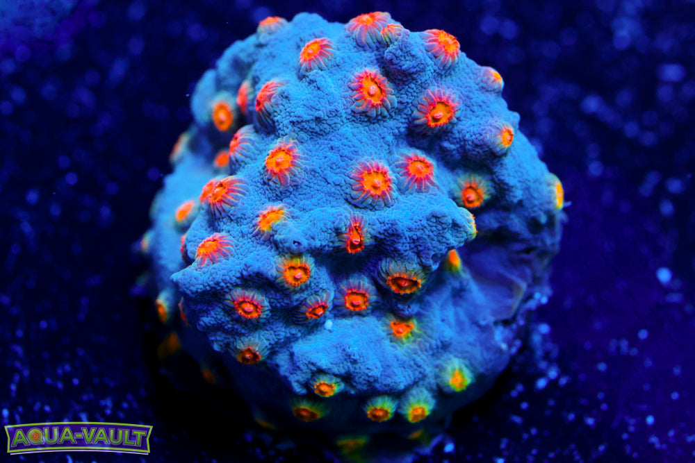 Party Crasher Cyphastrea 1