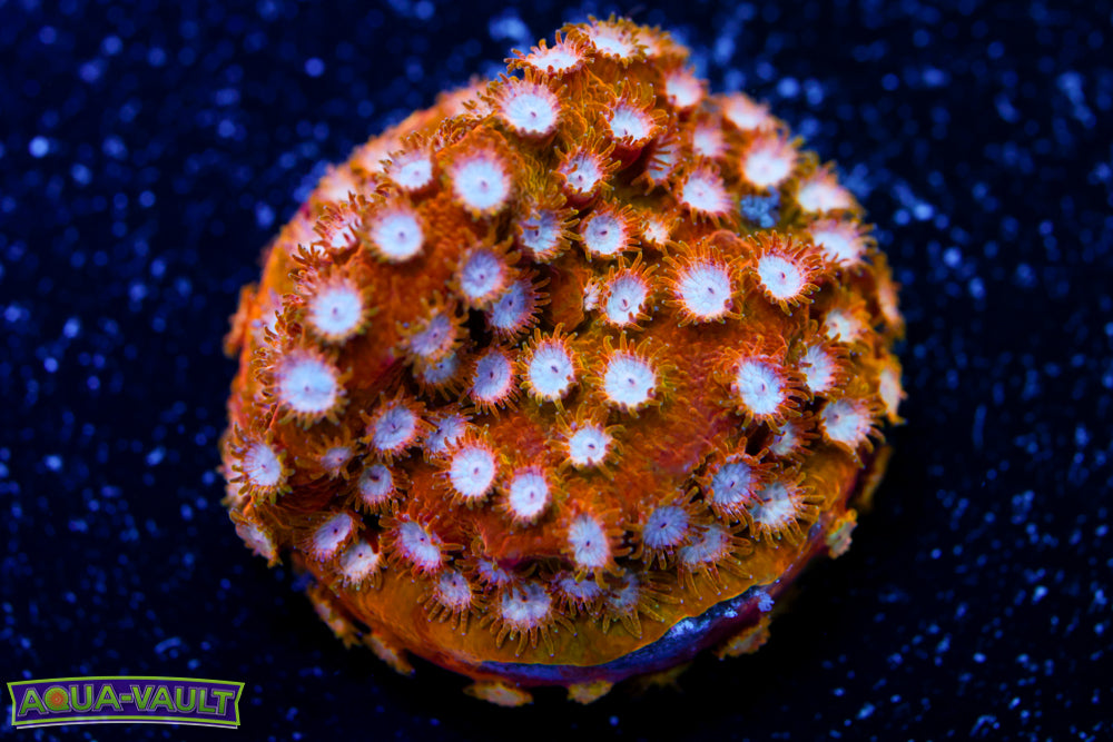 Marvel Cyphastrea 5