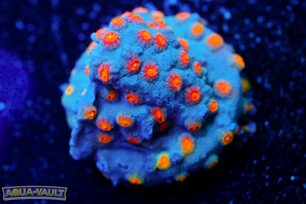 Party Crasher Cyphastrea 2