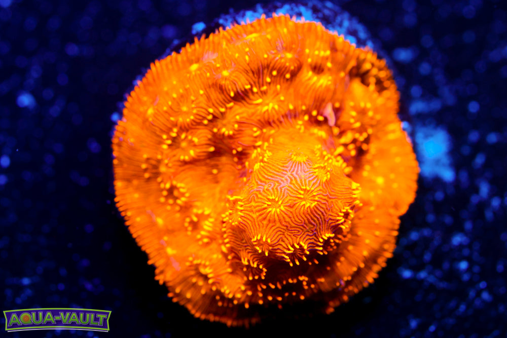 Orange Pavona 2
