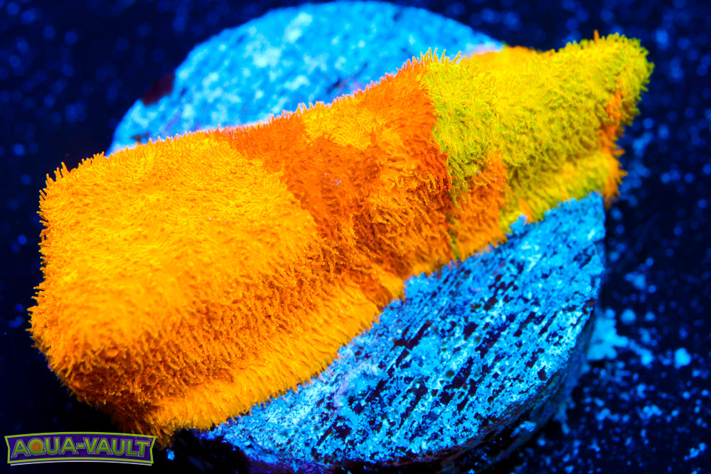 CV 5-Color Psammocora 1