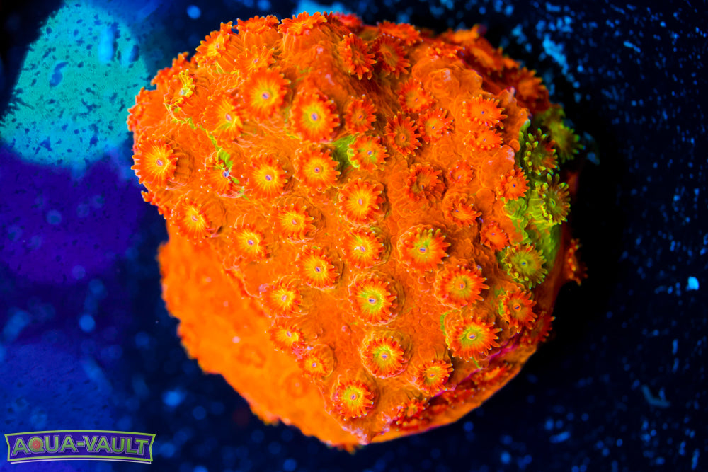 Circuit Breaker Cyphastrea 1