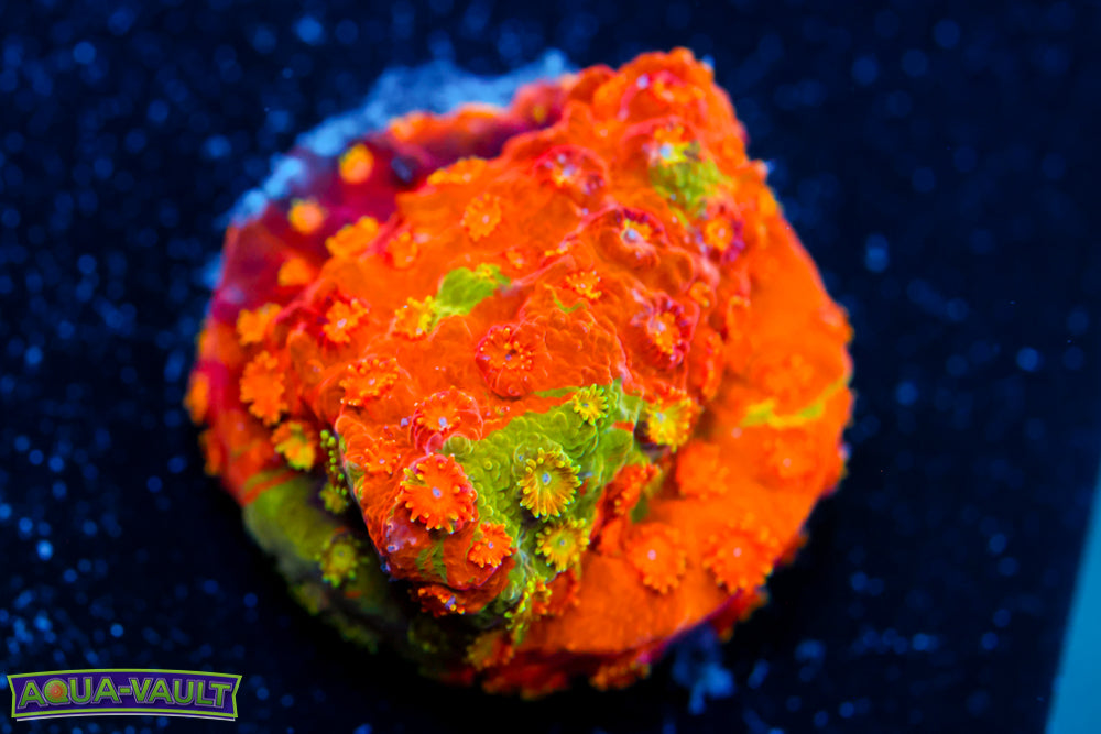 Circuit Breaker Cyphastrea 3