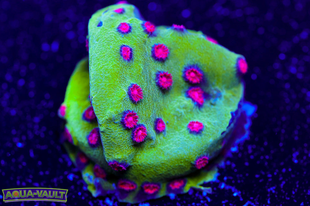 Alien Pox Cyphastrea 2
