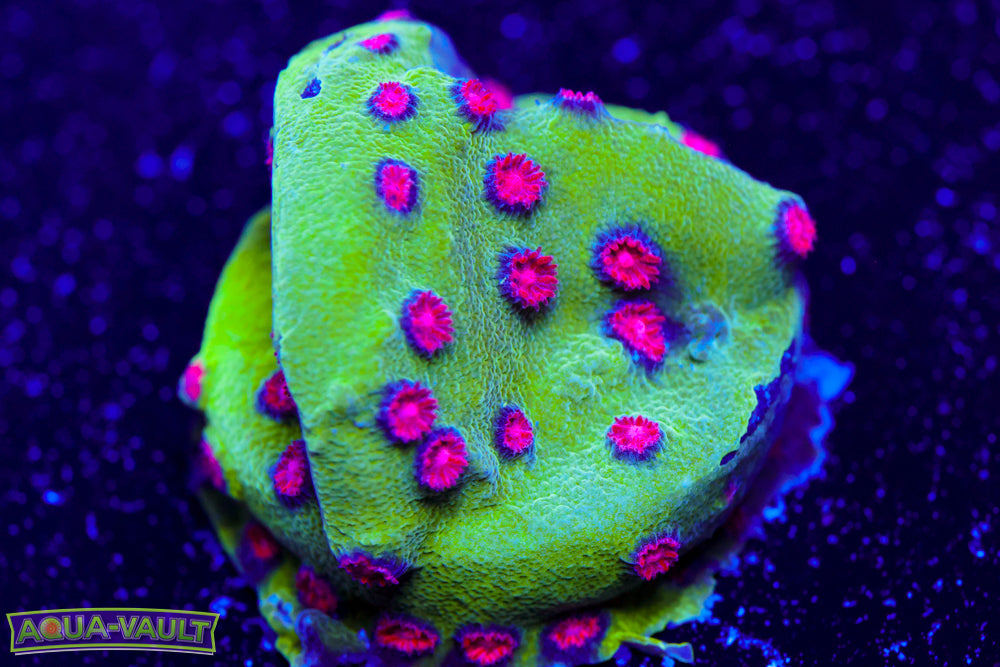 Alien Pox Cyphastrea 3
