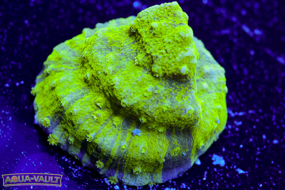 Grafted Astreopora 1