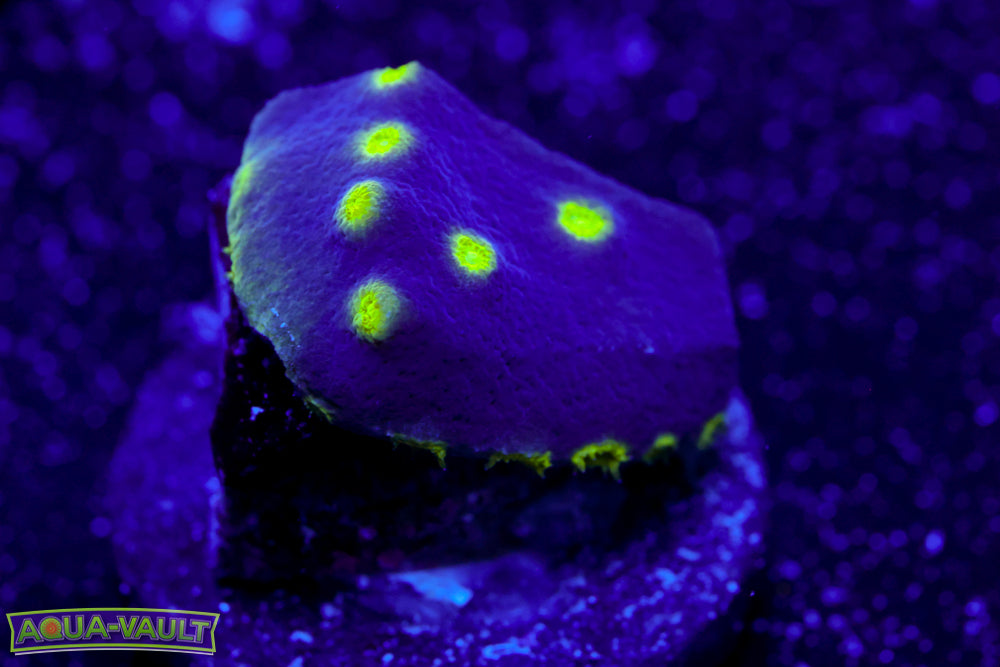 Neon Scroll Coral 1