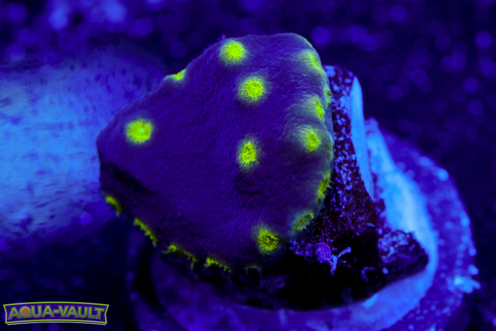 Neon Scroll Coral 2