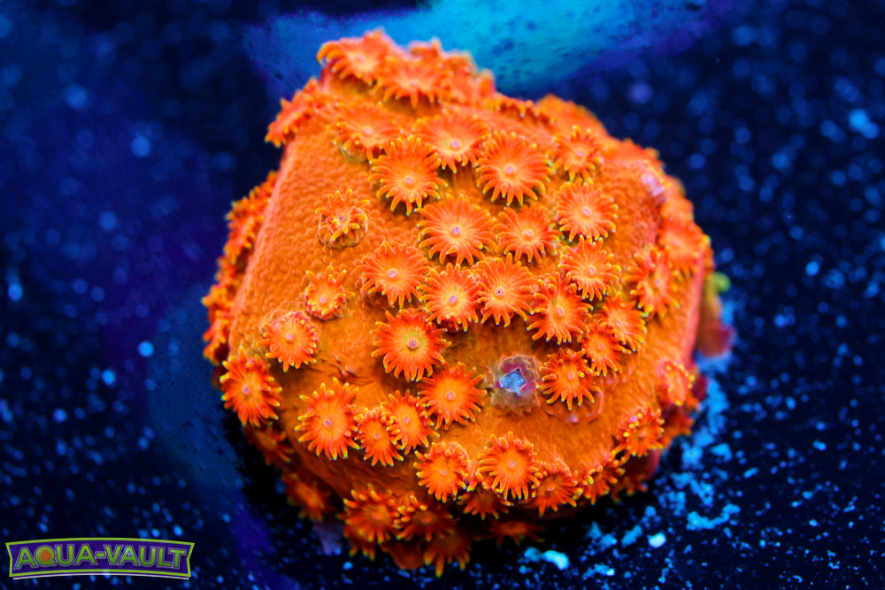 Spitfire Cyphastrea 2