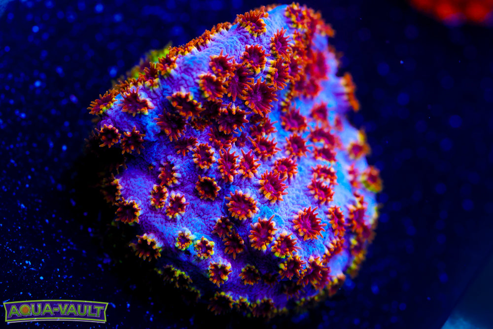 Skittles Bomb Cyphastrea 1