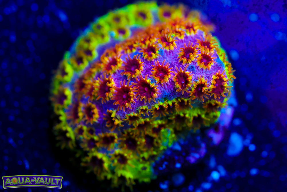 Skittles Bomb Cyphastrea 3