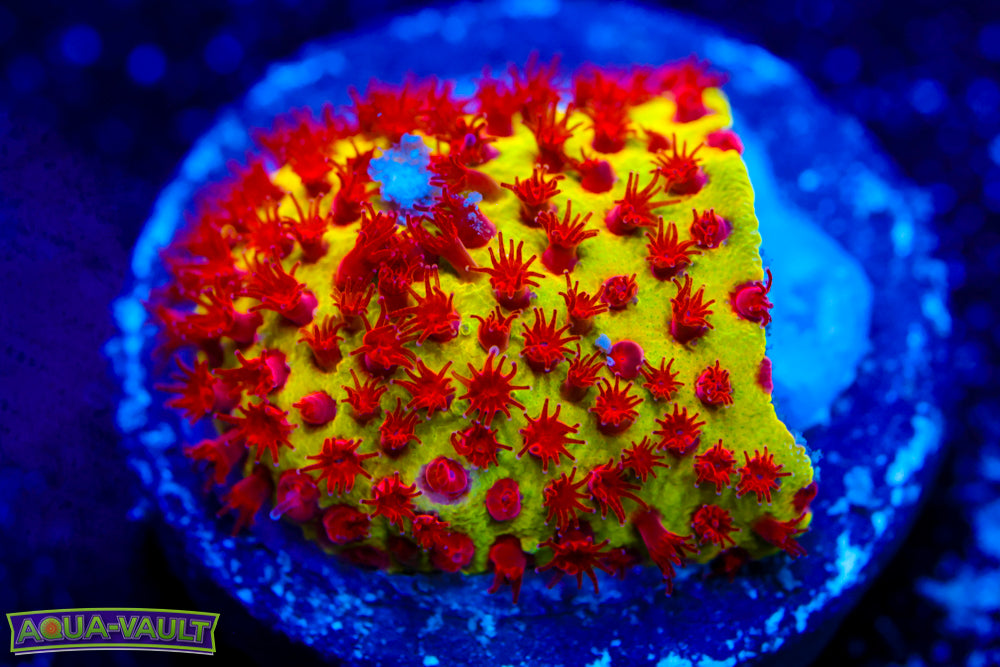 JF Burning Banana Stylo 1