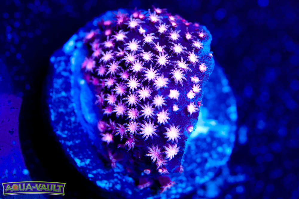 ECC Purple Passion Stylo 2