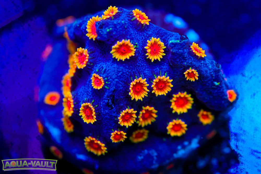 Bizarro Cyphastrea 2